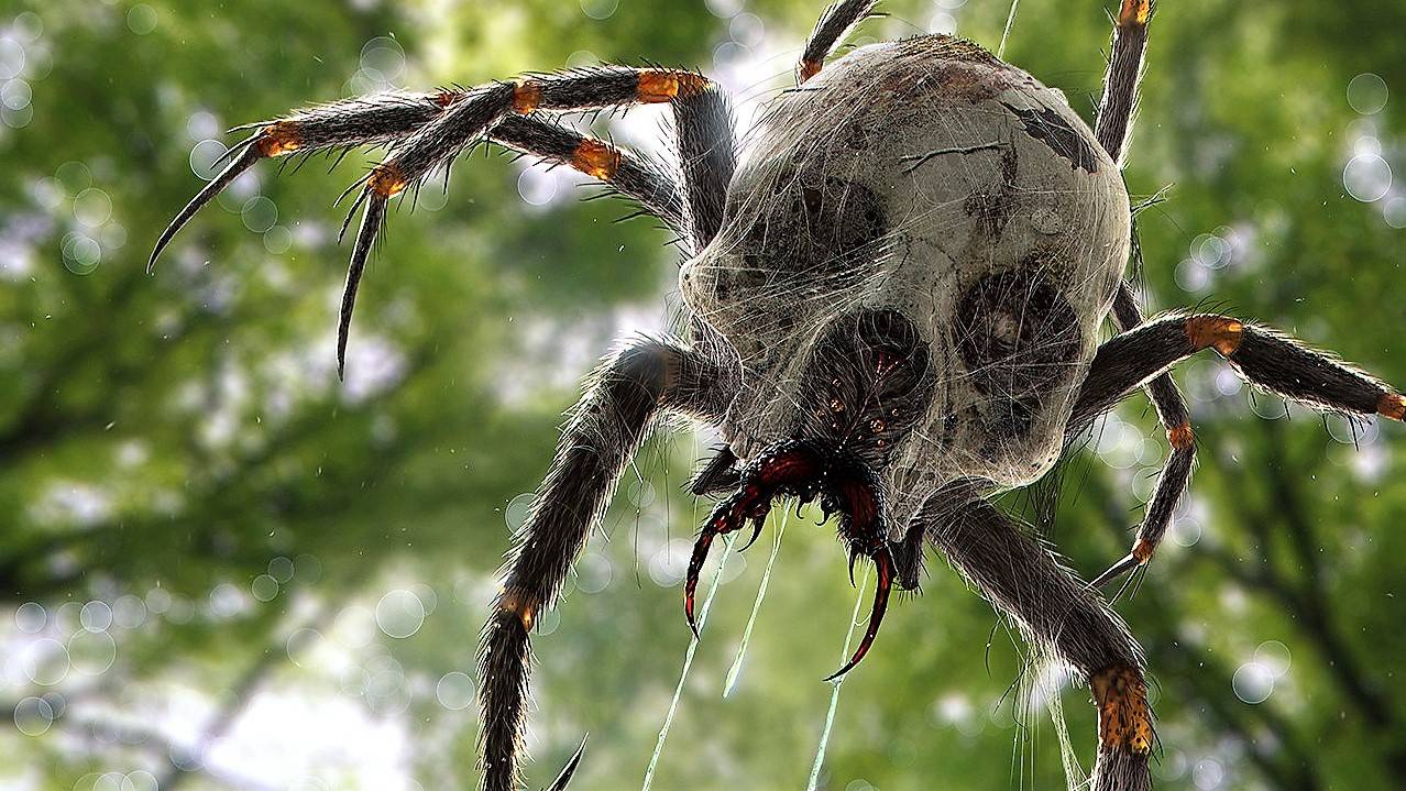 Skulltula