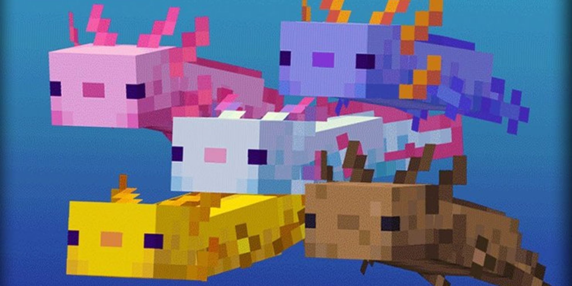 Minecraft 5 Axolotls showing all colors next to each other