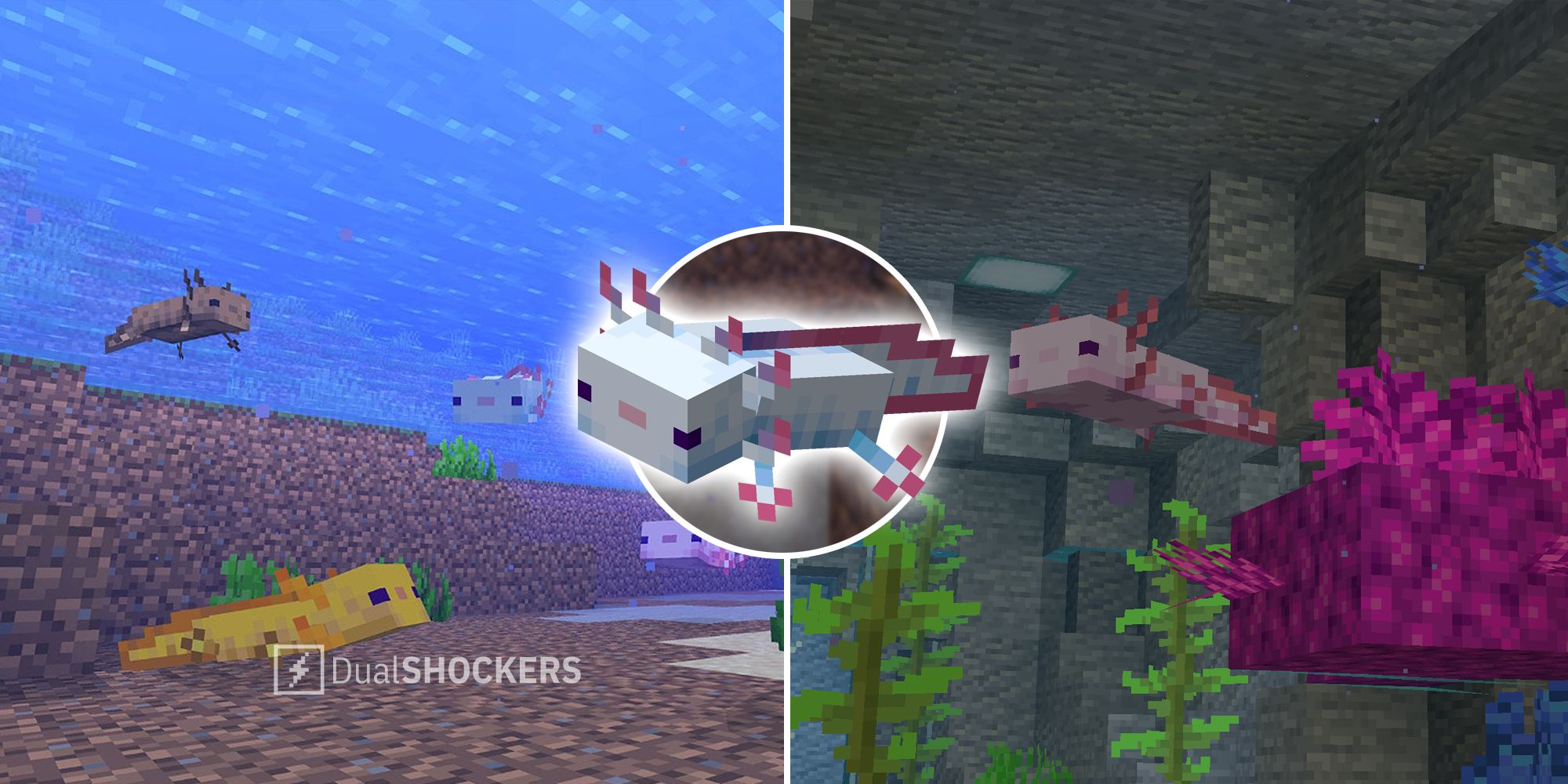 Minecraft: Axolotl Locations and Farming Guide