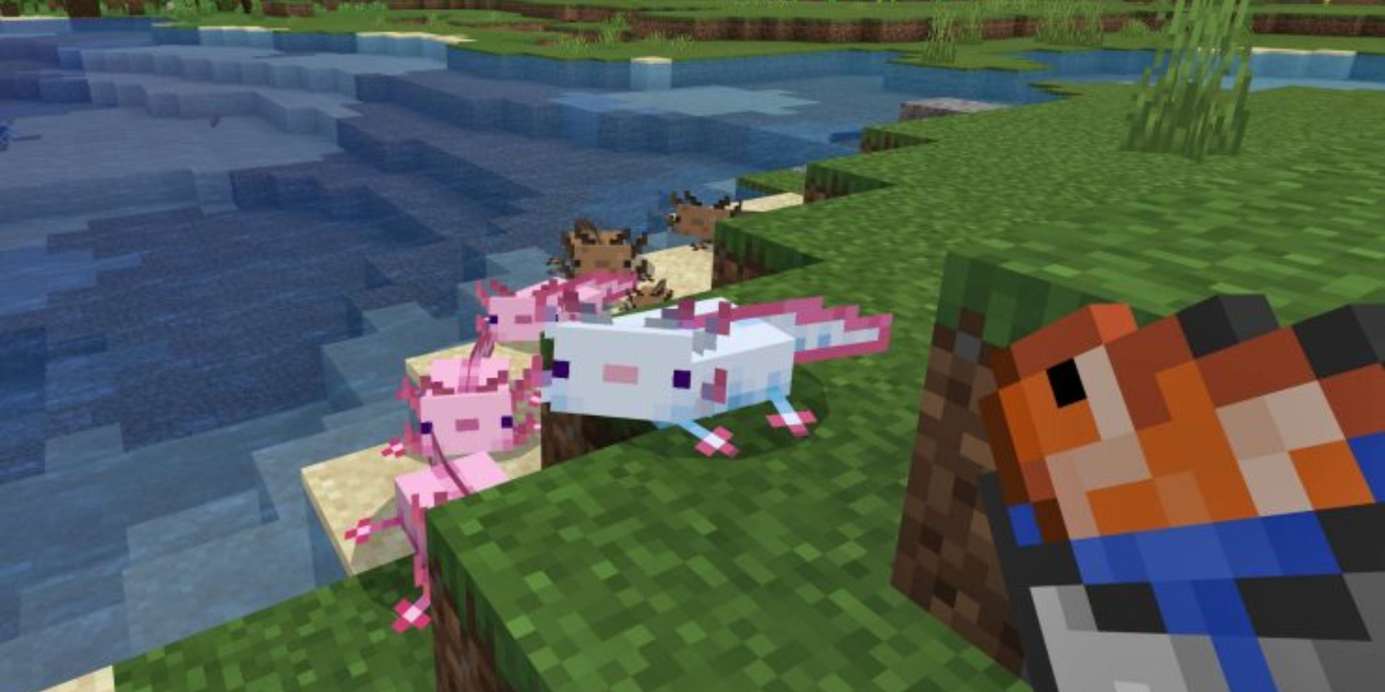Wie Zähmt Man Axolotl In Minecraft Minecraft: Axolotl Locations and Farming Guide
