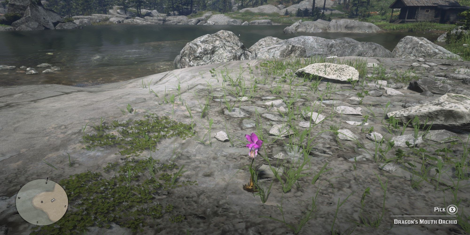 Red Dead Redemption 2 All Exotics Locations   Red Dead Redemption 2 Dragons Mouth Orchid First Person Camera View 