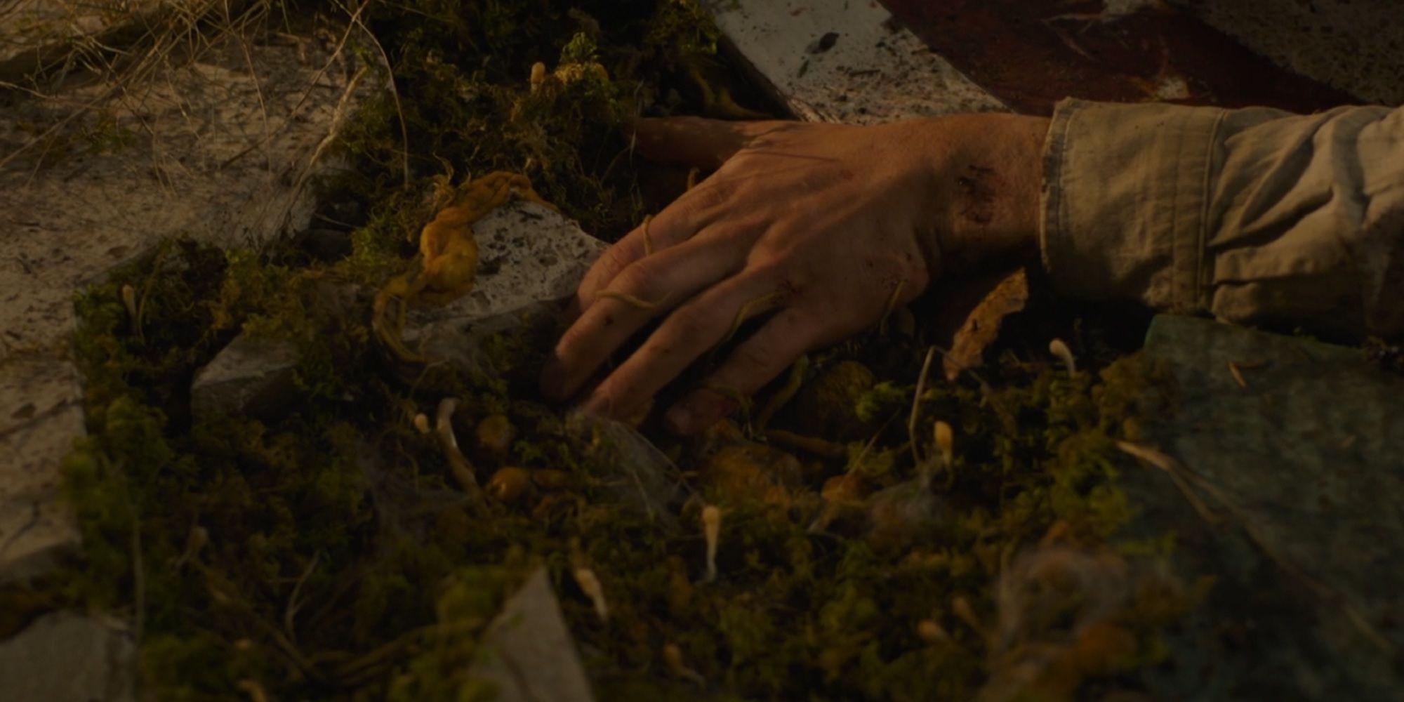 The Last Of Us Episode 2 cordyceps roots