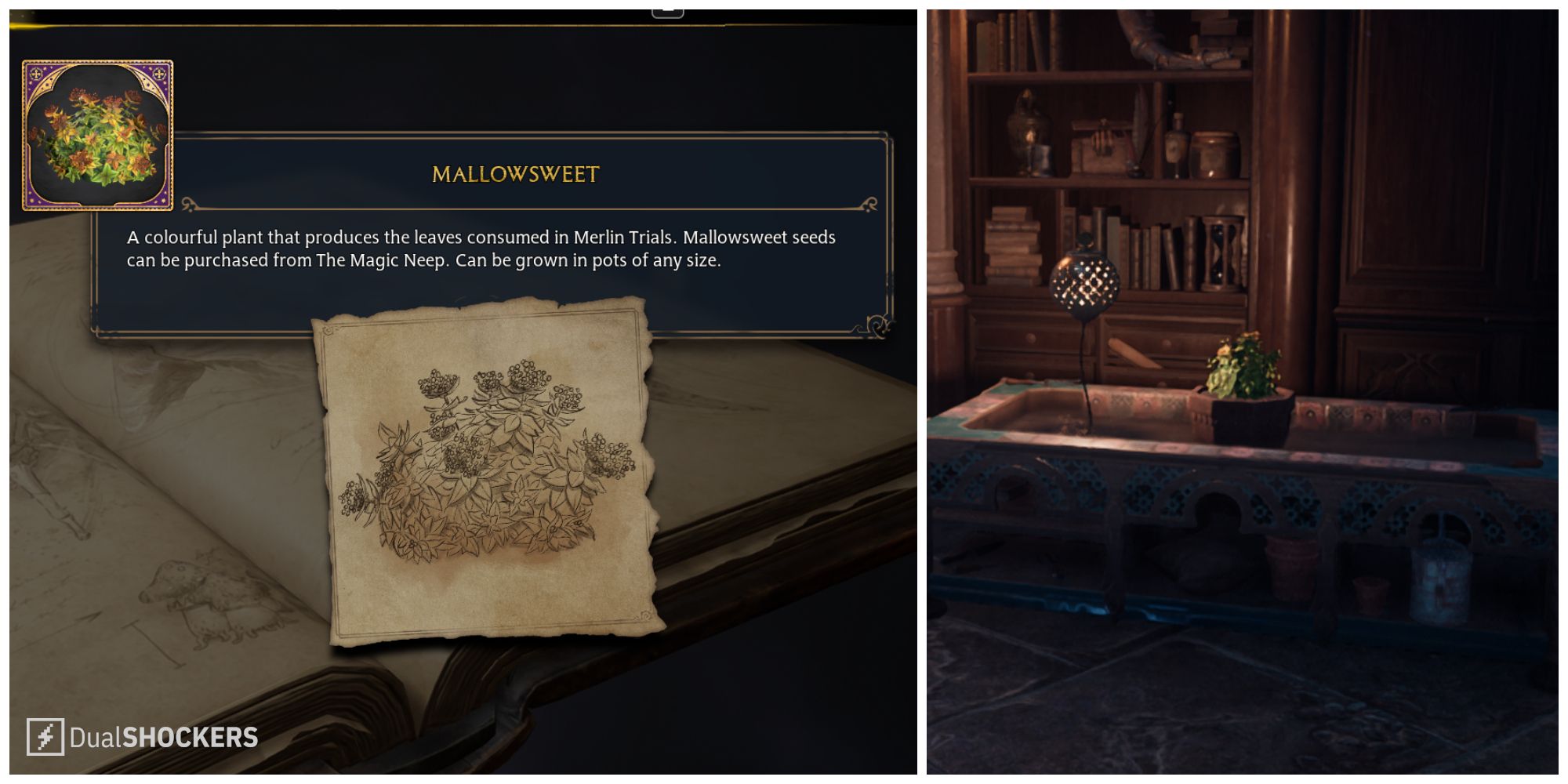 Hogwarts Legacy: How To Get More Mallowsweet