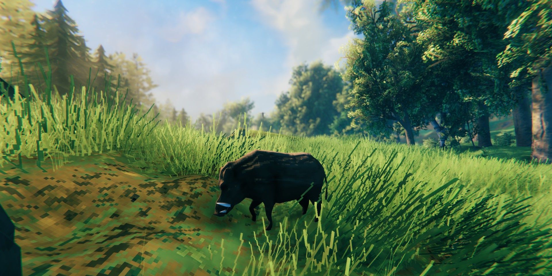 Pig grazing on meadow grass.  Trees loom behind him.