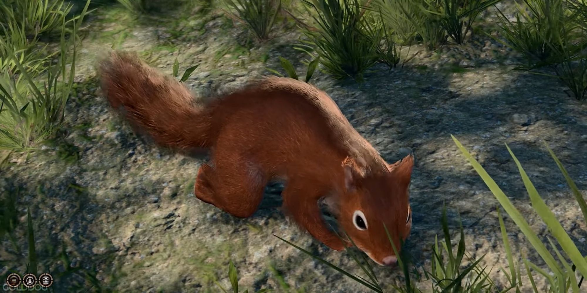 squirrel in baldur's gate 3