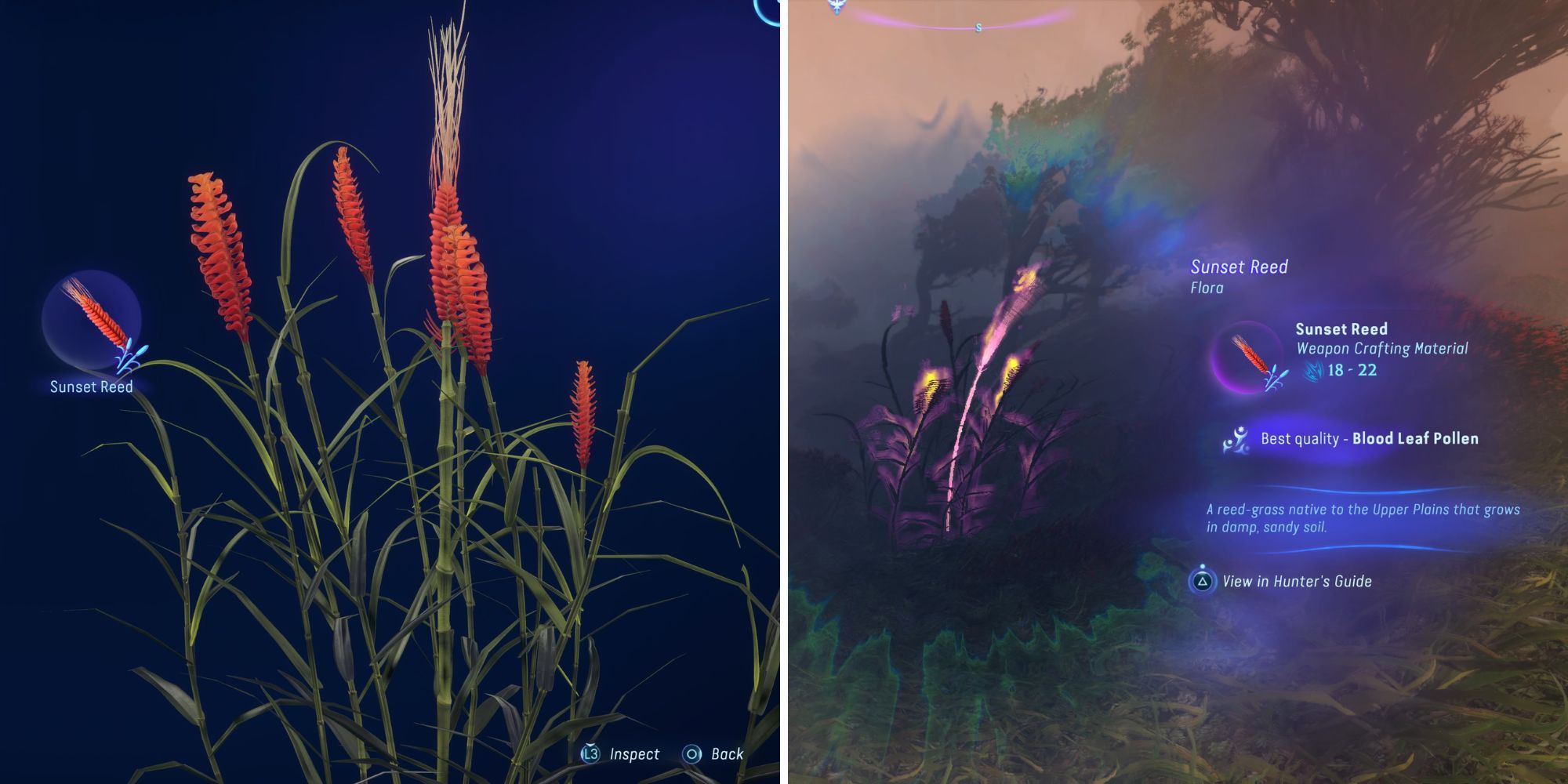 The Sunset Reed In The Journal & In The Na'vi Sense